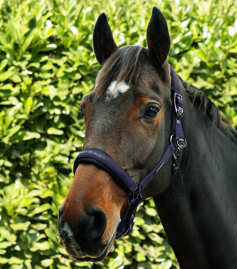 Duco Padded Head Collar with Lead Rope Grape Purple