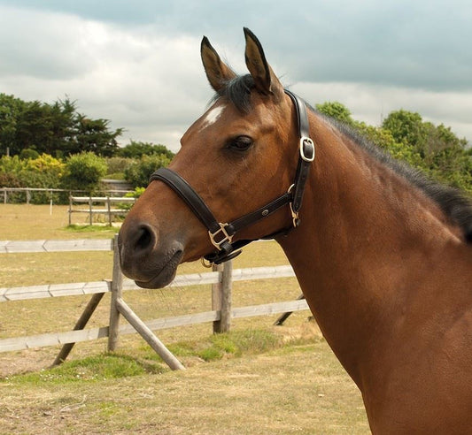 HERITAGE PADDED LEATHER HEADCOLLAR