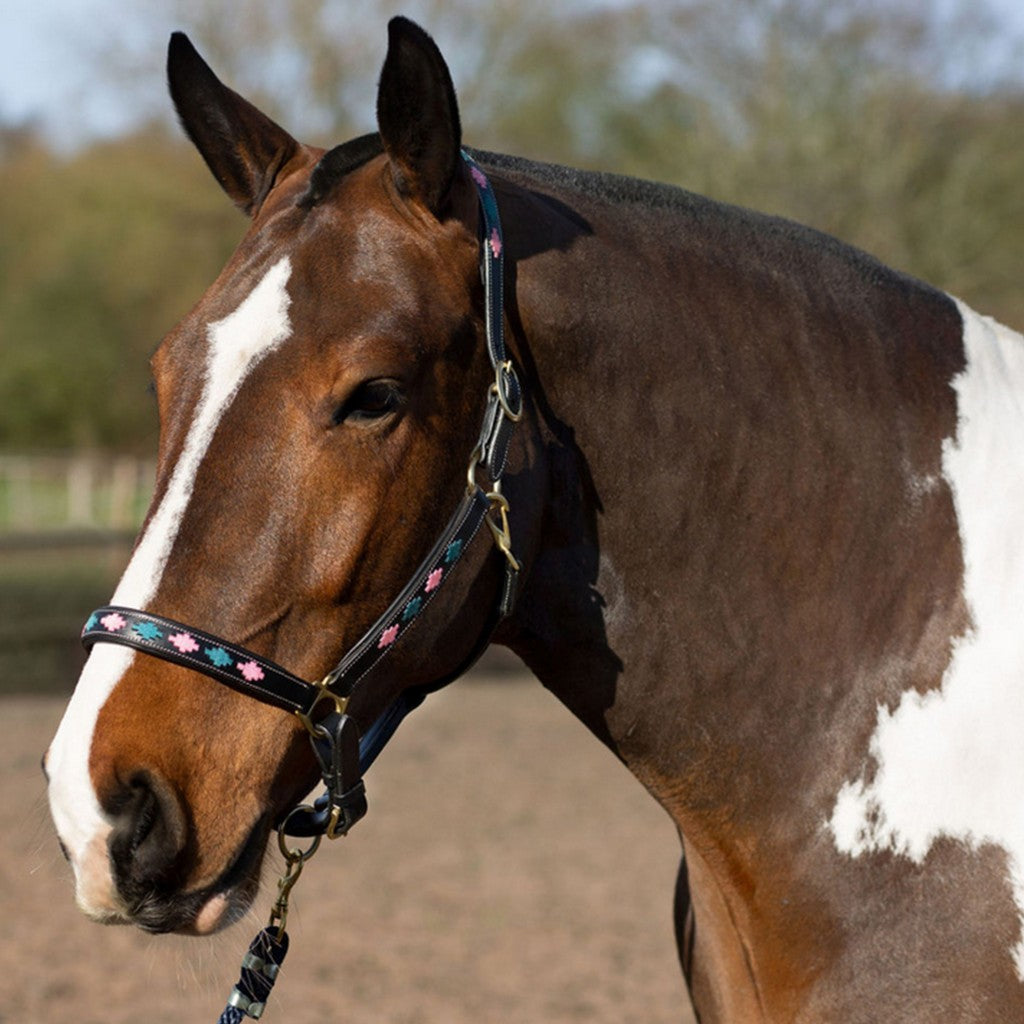 Gallop Leather Pink/Aqua Headcollar